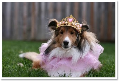 Dogilike.com :: Ҫ˭ԧͧѡͧ