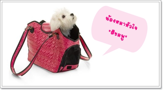 Dogilike.com :: �š�ժ��٢ͧ��ͧ���