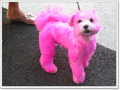 Dogilike.com :: �š�ժ��٢ͧ��ͧ���