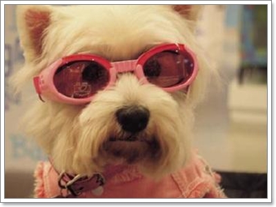 Dogilike.com :: �š�ժ��٢ͧ��ͧ���