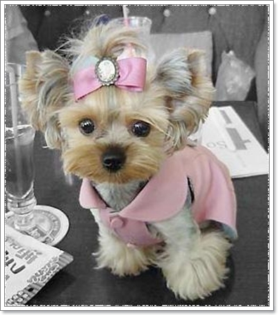 Dogilike.com :: �š�ժ��٢ͧ��ͧ���