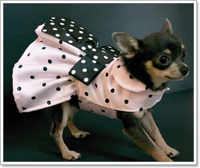 Dogilike.com :: ͧ¨ش