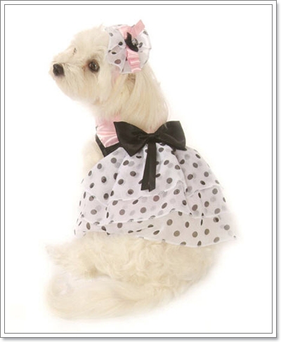 Dogilike.com :: ͧ¨ش