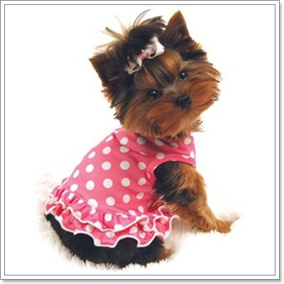 Dogilike.com :: ͧ¨ش