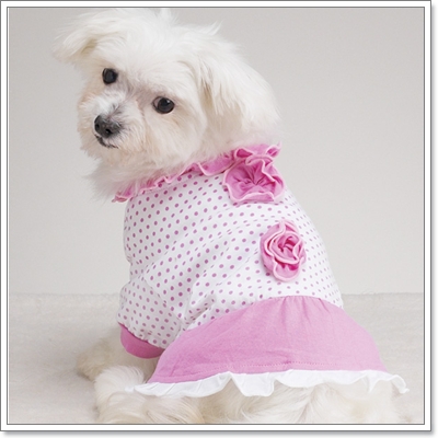 Dogilike.com :: ͧ¨ش