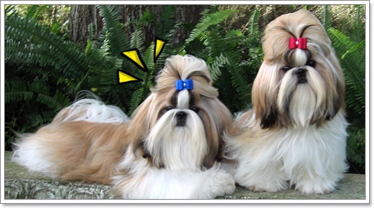 Dogilike.com :: ���� �ѺῪ�蹷ç���ش����ѡ