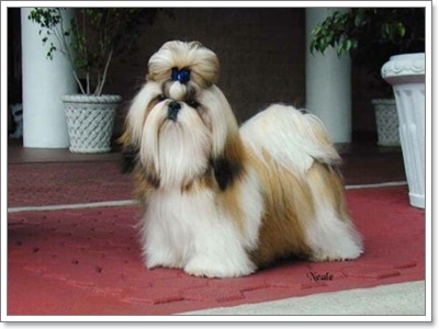 Dogilike.com :: ���� �ѺῪ�蹷ç���ش����ѡ