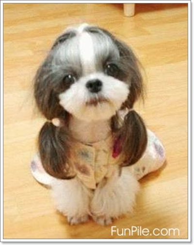 Dogilike.com :: ���� �ѺῪ�蹷ç���ش����ѡ