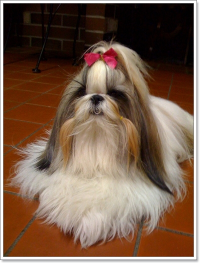 Dogilike.com :: ���� �ѺῪ�蹷ç���ش����ѡ