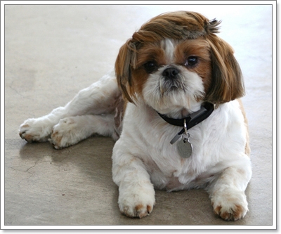 Dogilike.com :: ���� �ѺῪ�蹷ç���ش����ѡ