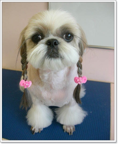 Dogilike.com :: ���� �ѺῪ�蹷ç���ش����ѡ