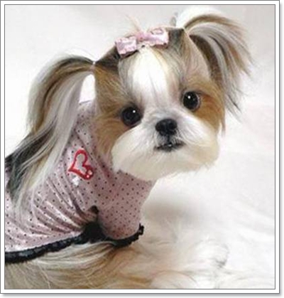 Dogilike.com :: ���� �ѺῪ�蹷ç���ش����ѡ