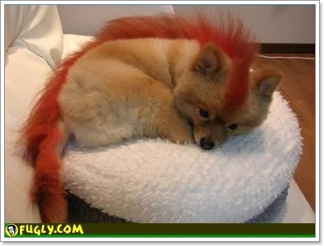 Dogilike.com :: �ç���ش��� �á��ҷӺ�ҧ
