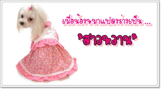 Dogilike.com :: Ὺ�蹹�ͧ����ʹ��ҹ