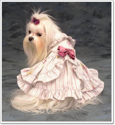 Dogilike.com :: Ὺ�蹹�ͧ����ʹ��ҹ