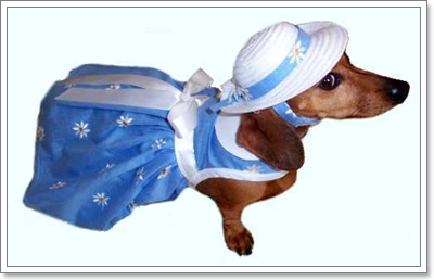 Dogilike.com :: Ὺ�蹹�ͧ����ʹ��ҹ