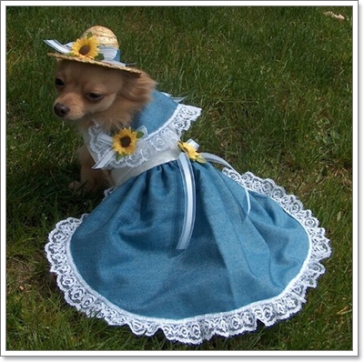 Dogilike.com :: Ὺ�蹹�ͧ����ʹ��ҹ