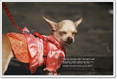 Dogilike.com :: Ὺ�����ʴջ������¢ͧ��ͧ���