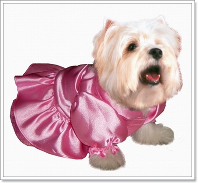 Dogilike.com :: Ὺ�����ʴջ������¢ͧ��ͧ���