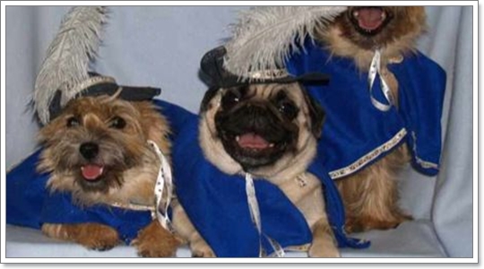 Dogilike.com :: ����!!! Ὺ�蹹�ͧ��ҹҹҪҵ�