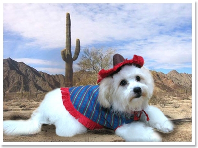 Dogilike.com :: ����!!! Ὺ�蹹�ͧ��ҹҹҪҵ�