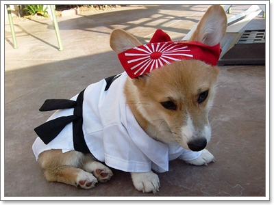Dogilike.com :: ����!!! Ὺ�蹹�ͧ��ҹҹҪҵ�