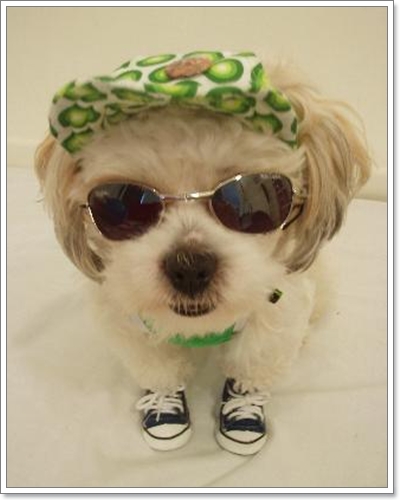 Dogilike.com :: แฟชั่นหมวกสุดเฟี้ยว Dogilike.com :: แฟชั่นหมวกสุดเฟี้ยว