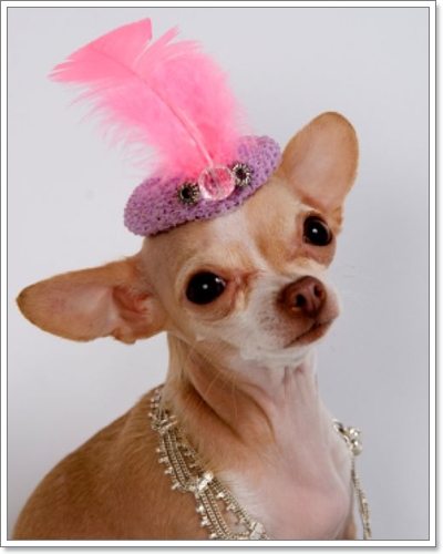 Dogilike.com :: แฟชั่นหมวกสุดเฟี้ยว Dogilike.com :: แฟชั่นหมวกสุดเฟี้ยว