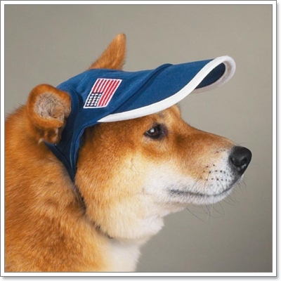 Dogilike.com :: Ὺ����ǡ�ش�����