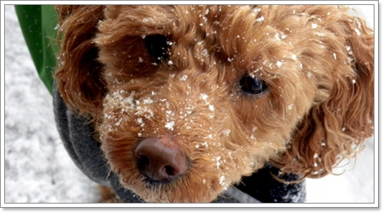 Dogilike.com :: แฟชั่นหน้าหนาว ประชดอากาศกันไปเลย! Dogilike.com :: แฟชั่นหน้าหนาว ประชดอากาศกันไปเลย!