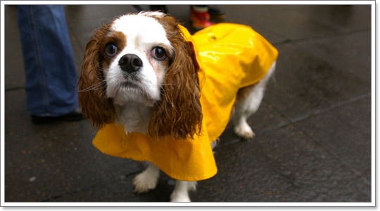 Dogilike.com :: ��ͧ��ҡ��ժش�ѹ������͹�ѹ��