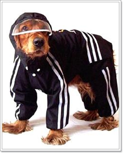 Dogilike.com :: ��ͧ��ҡ��ժش�ѹ������͹�ѹ��