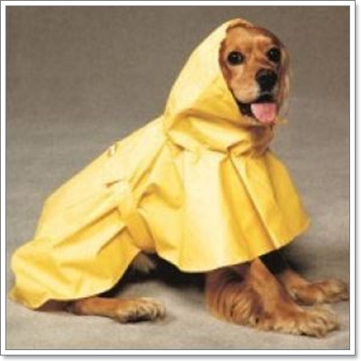 Dogilike.com :: ��ͧ��ҡ��ժش�ѹ������͹�ѹ��