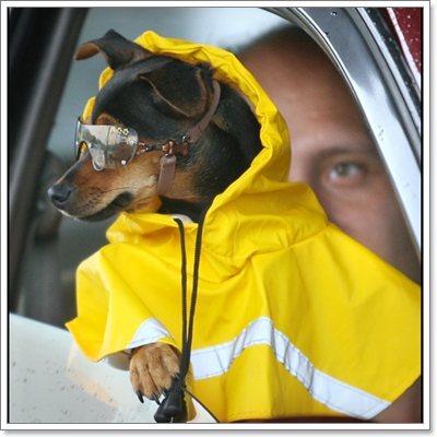 Dogilike.com :: ��ͧ��ҡ��ժش�ѹ������͹�ѹ��