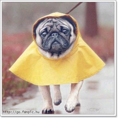 Dogilike.com :: ��ͧ��ҡ��ժش�ѹ������͹�ѹ��