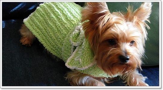 Dogilike.com :: �ش�Һ����ʹ��ͧ��ͧ���