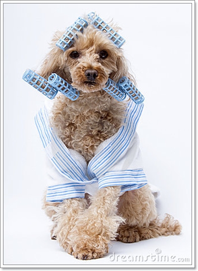 Dogilike.com :: �ش�Һ����ʹ��ͧ��ͧ���