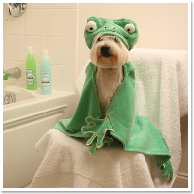 Dogilike.com :: �ش�Һ����ʹ��ͧ��ͧ���