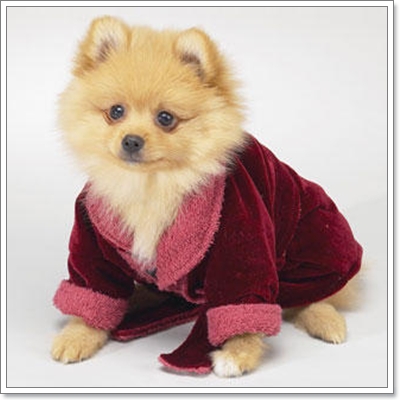 Dogilike.com :: �ش�Һ����ʹ��ͧ��ͧ���
