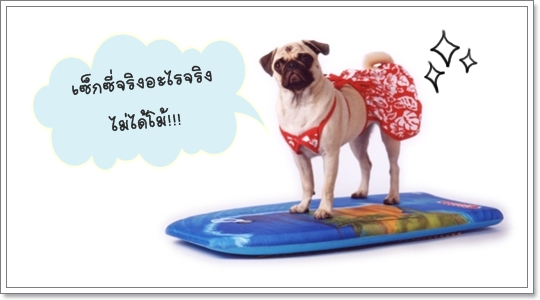 Dogilike.com :: ��ͧ��ҺԡԹ���硫���ش�