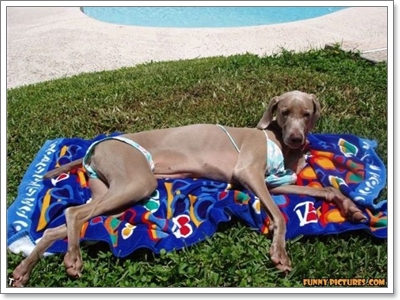 Dogilike.com :: ��ͧ��ҺԡԹ���硫���ش�