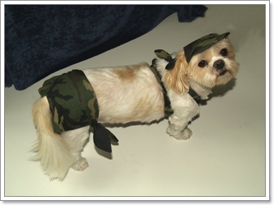 Dogilike.com :: ��ͧ��ҺԡԹ���硫���ش�