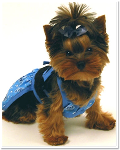 Dogilike.com :: ��ͧ��ҺԡԹ���硫���ش�