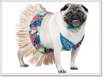 Dogilike.com :: ��ͧ��ҺԡԹ���硫���ش�