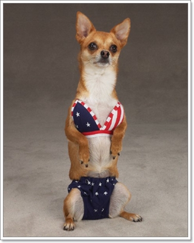 Dogilike.com :: ��ͧ��ҺԡԹ���硫���ش�