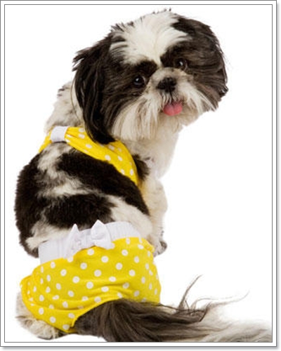 Dogilike.com :: ��ͧ��ҺԡԹ���硫���ش�