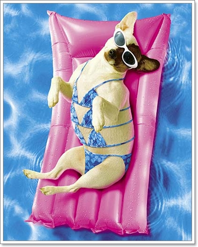 Dogilike.com :: ��ͧ��ҺԡԹ���硫���ش�