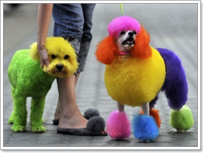 Dogilike.com :: Ң!!!