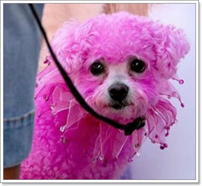 Dogilike.com :: Ң!!!
