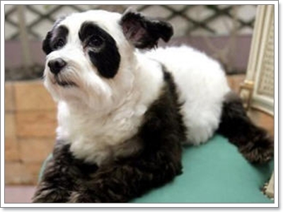 Dogilike.com :: Ң!!!